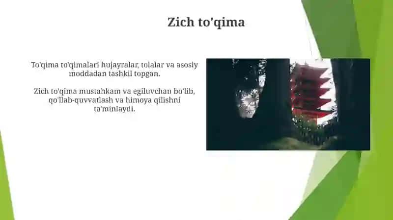 To'qimalar turlari 4
