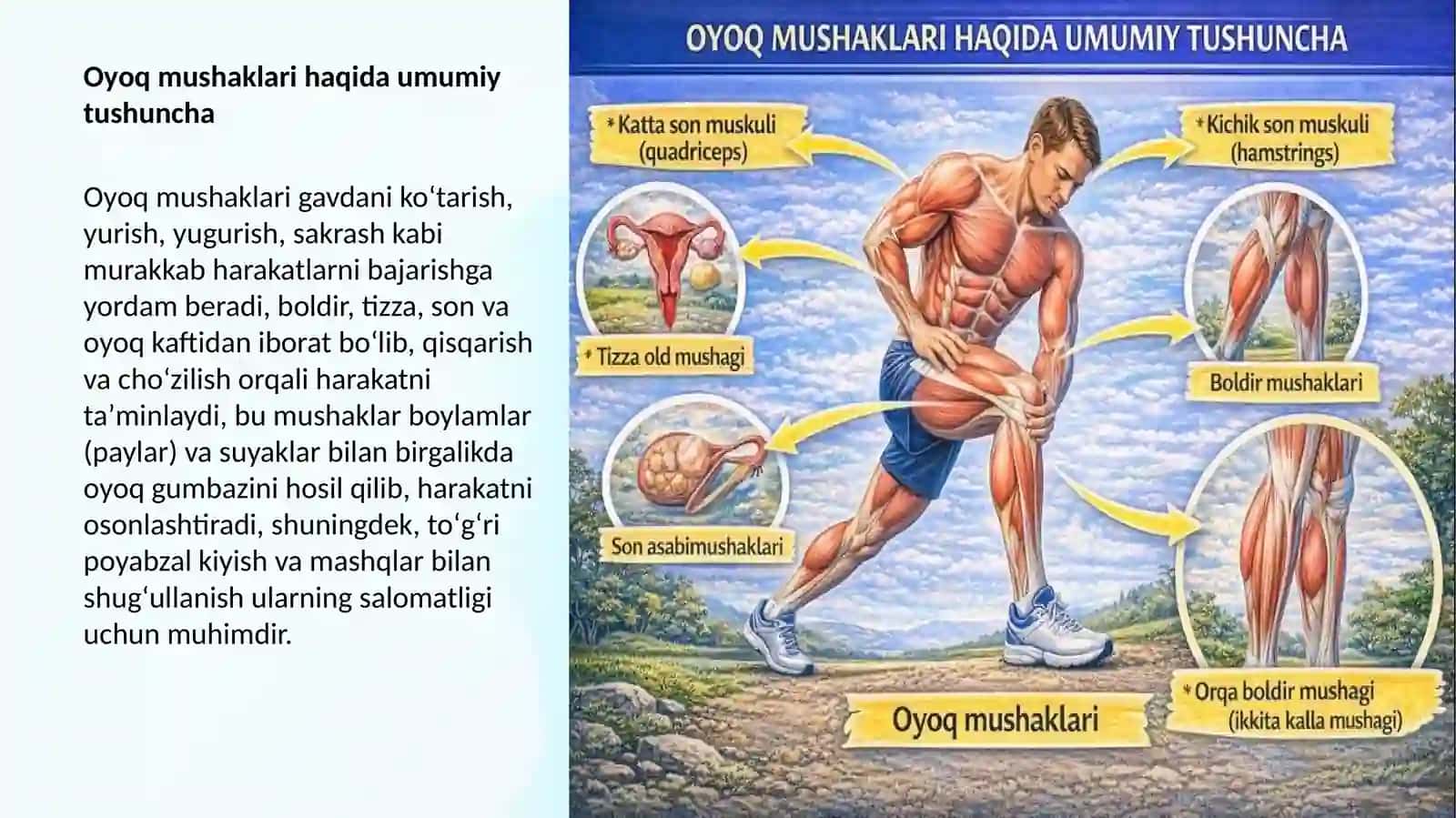 Oyoq mushaklarining tur va joylashuvi 4