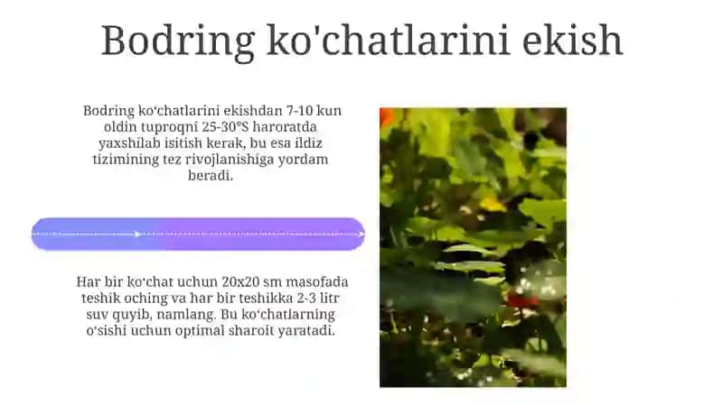 Plyonkali issiqxonada bodring yetishtirish boʻyicha agrotexnik karta ishlab chiqish 4