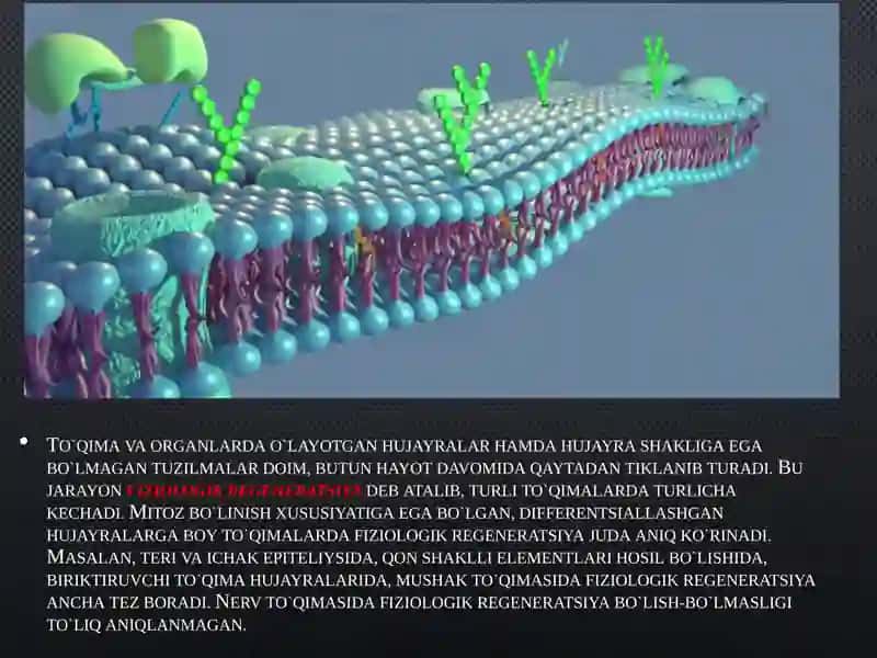 To'qimalarning fiziologik va reparativ regeneratsiyasi 4