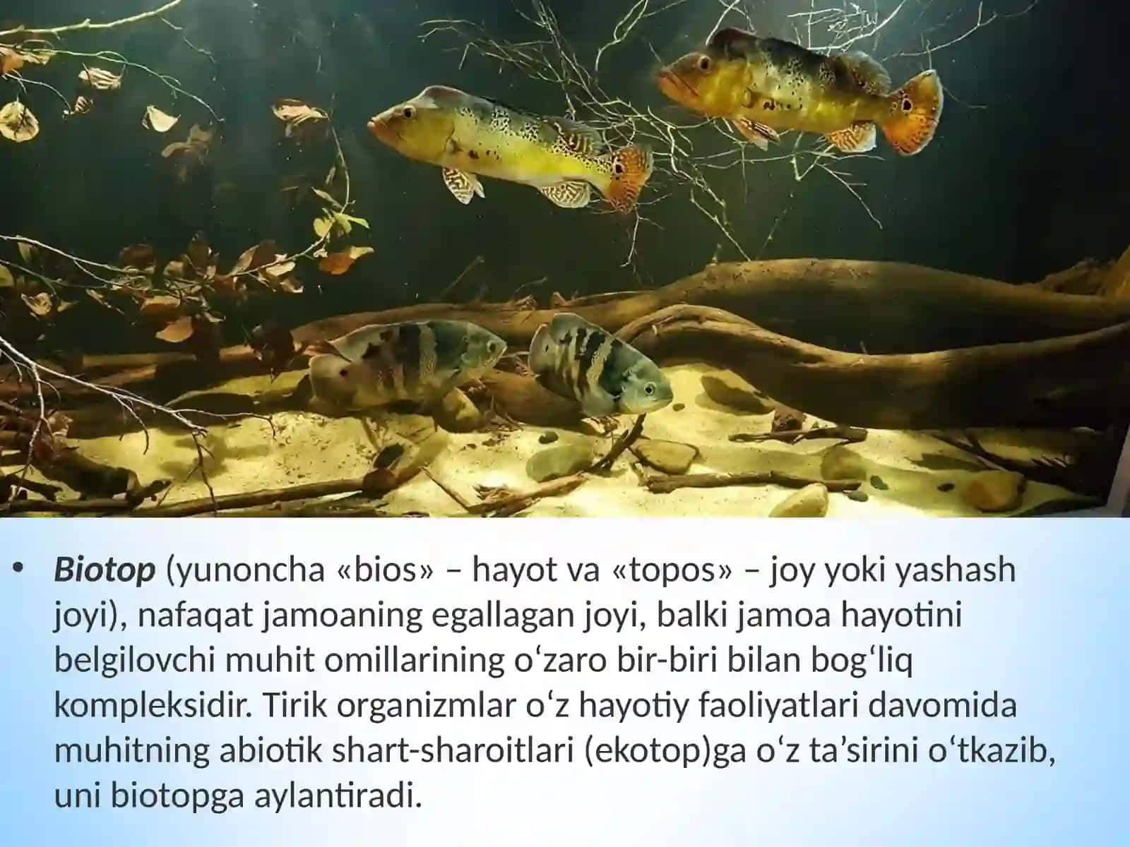 11-sinf Biologiya dars ishlanma. Ekosistemalarning tarkibiy qismlari 4