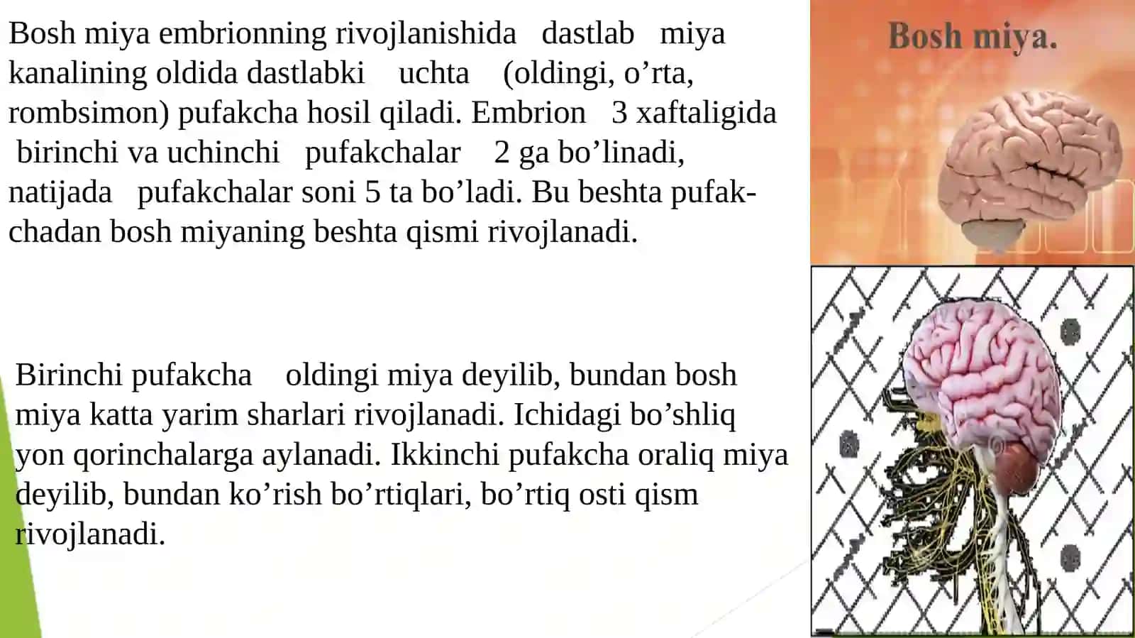 Bosh miya tuzilishi 4