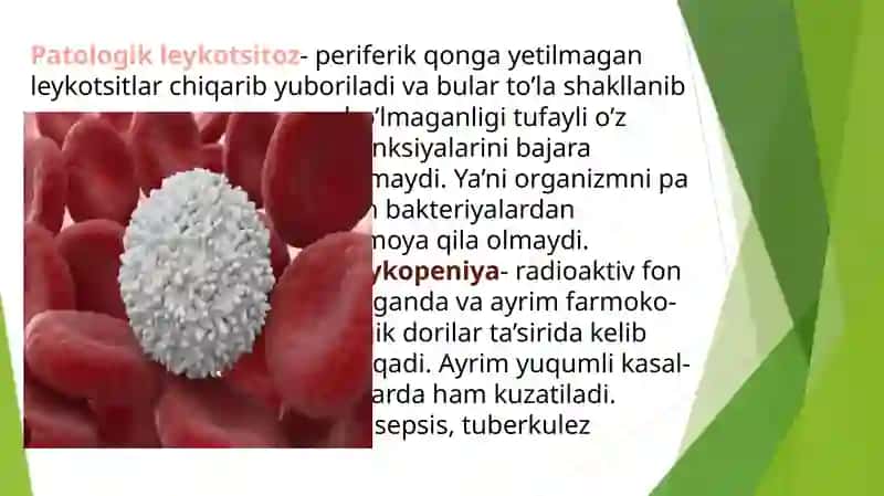 Leykotsitlar va ularning xususiyatlari 4
