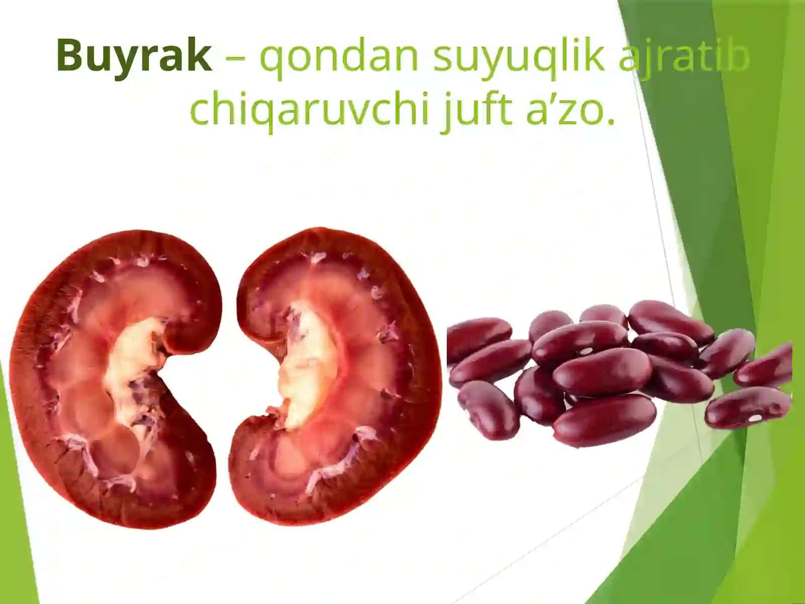 Systemaurinarium 4