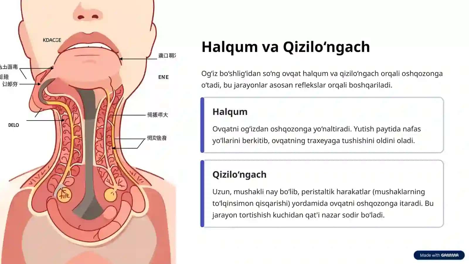 Ovqat Hazm Qilish Tizimi va Hazm A'zolarining Tuzilishi 4