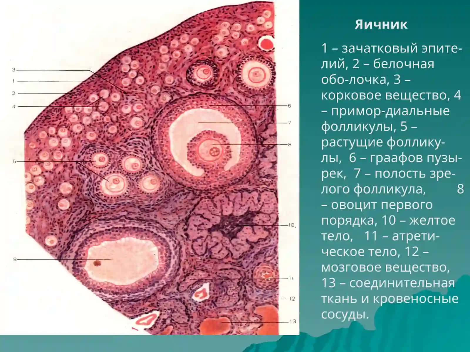 Женские половые органы 4