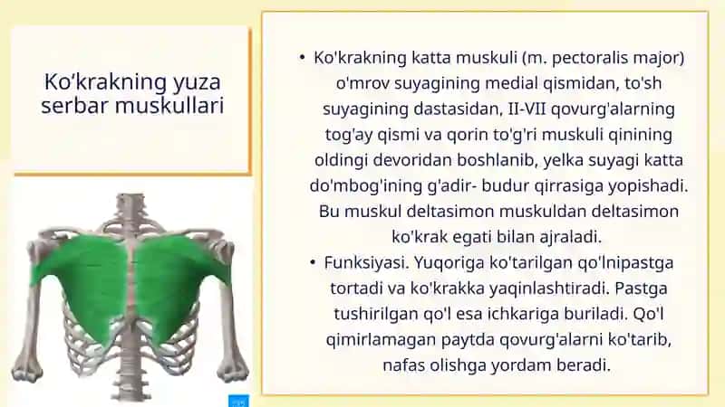 Gavda mushaklari. Ko‘krak mushaklari 4