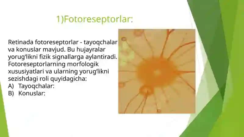 Fotoretseptsiyaning morfologikasoslari 4