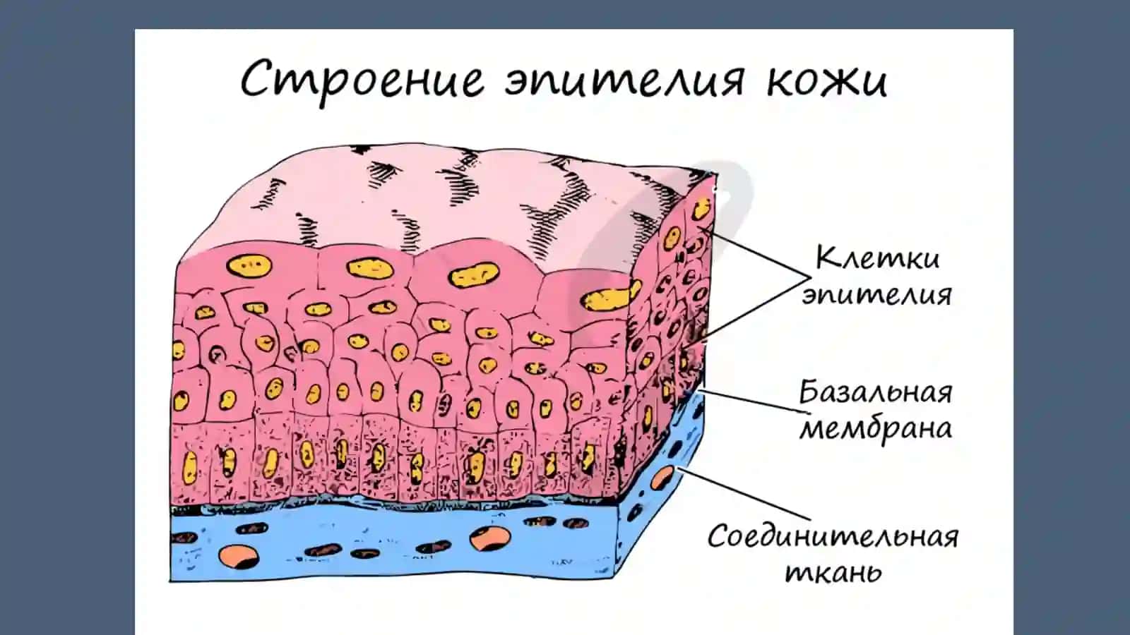 Ткани 4