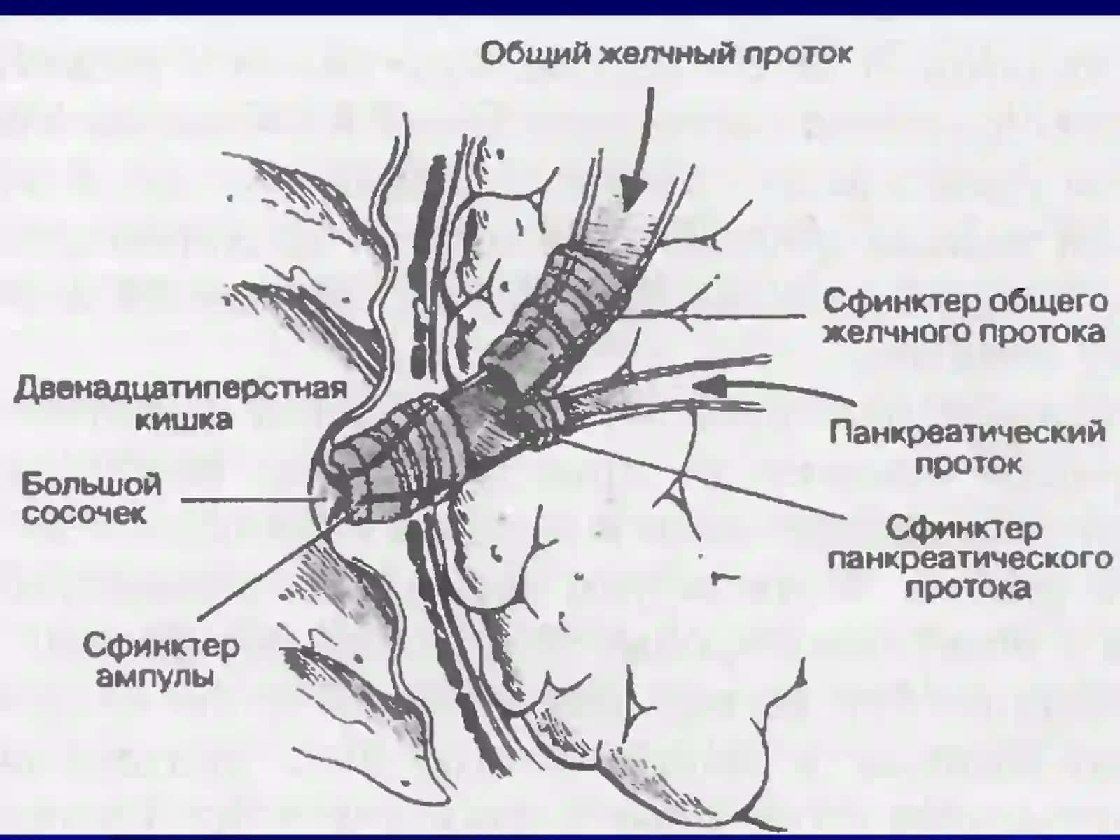 Поджелудочная железа 4