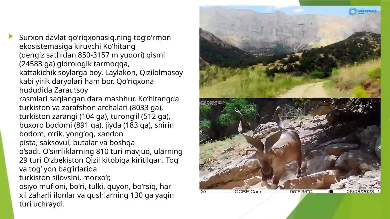 SURXON DAVLAT QO’RIQXONALARIDA KENG TARQALGAN DORIVOR O’SIMLIKLAR 4