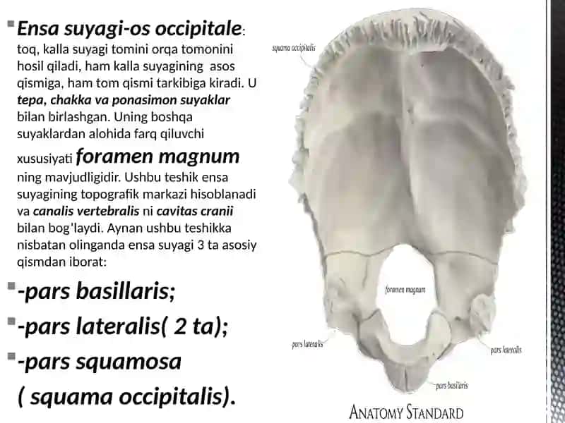 KALLA SUYAKLARI(1-QISM)OS OCCIPITALE,OSFRONTALE,OSETHMOIDALE,OS PARIETALE 4