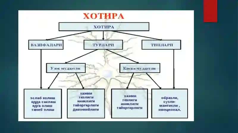 Xotira turlari va jarayonlari. 4