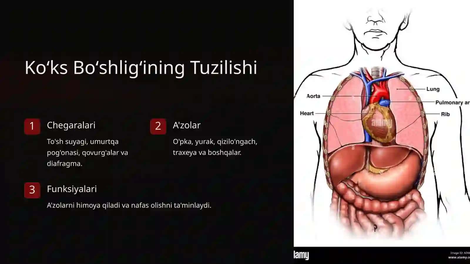 Oʻpka, Plevra va Koʻks Boʻshligʻi: Anatomiyasi, Fiziologiyasi va Klinik ahamiyati 4
