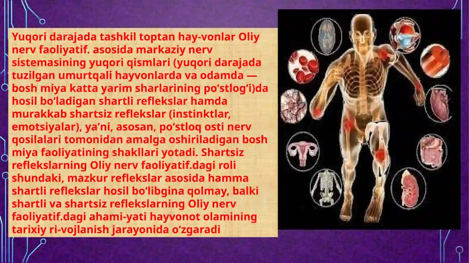 Oliy nerv faoliyati 4