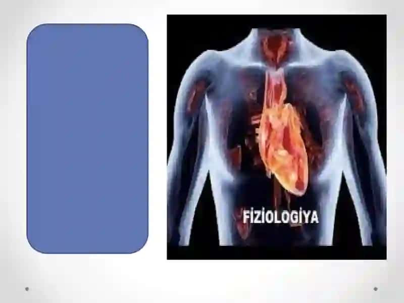 Yoshfiziologiyasi va gigiyena predmeti 4