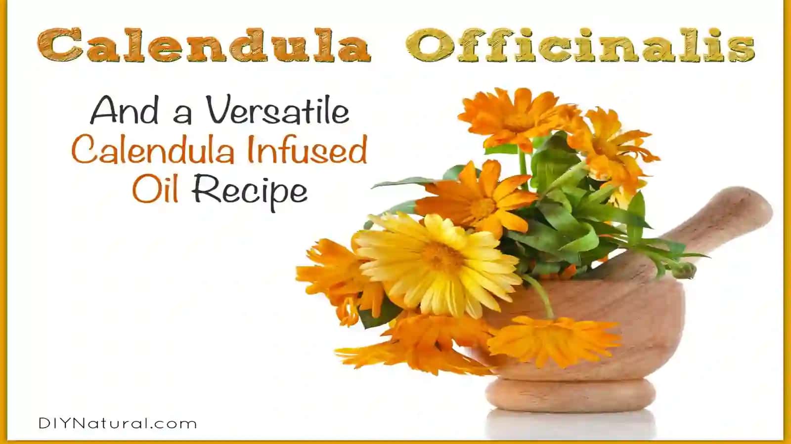 Tirnoqgul (Calendula officinalis) o’simligi urug’larini labaratoriya tahlili 4