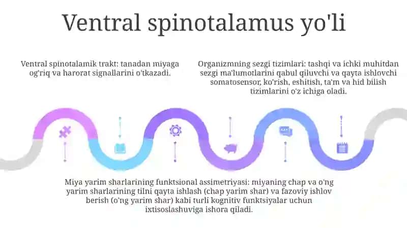 Organizmgi Signal Tizimlari. Bosh Miya Katta Yarim Sharlarining Funksional Assimetriyasi 4