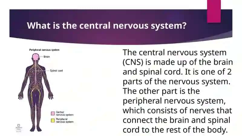 Brain and Nervous System 4