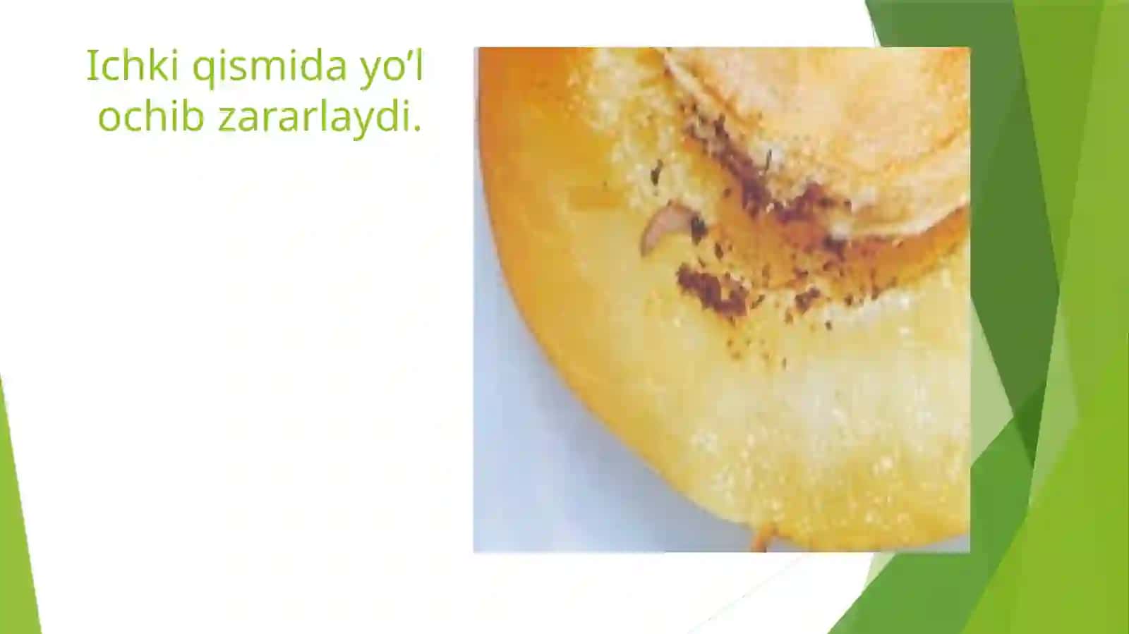 DANAK MEVALI EKINLARNING ASOSIY ZARARKUNANDALARIDars 4