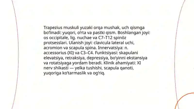 Orqa muskullar. Qorin va ko‘krak muskullari 4