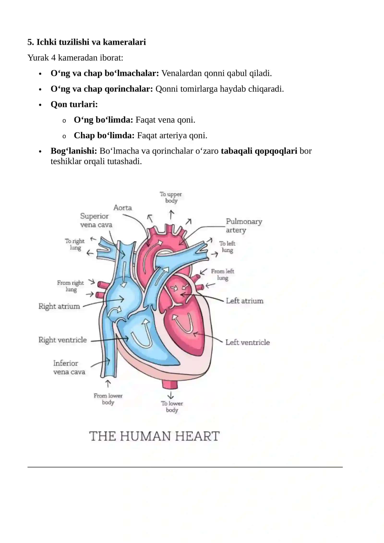 Yurakning anatomik o'rni va shakli 4