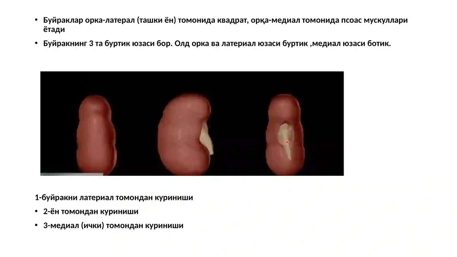 Буйрак анатомияси 4