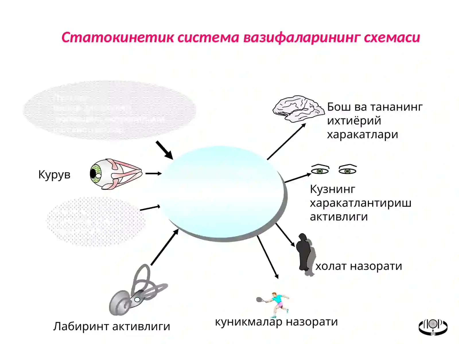 Vestibulyar analizator 4