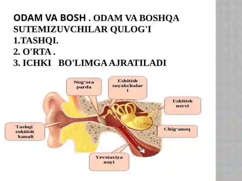 Eshitish organlarining tuzilishi, eshitish gigiyenasi 4