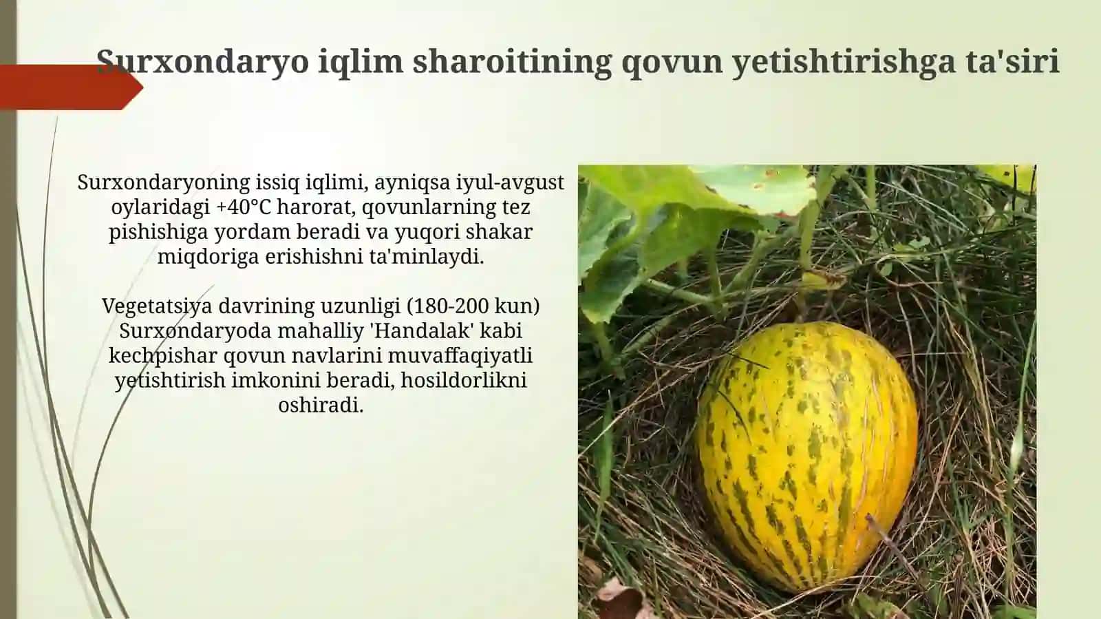 Qovun navlari va Surxondaryoda yetishtirish texnologiyasi 4