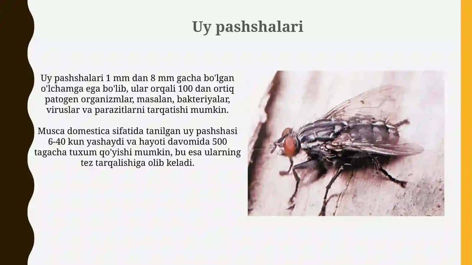 Odamlarda parazitlik qiluvchi bo‘g‘imoyoqlilar (uy pashshasi, se-se pashshasi vaso’nalar) 4