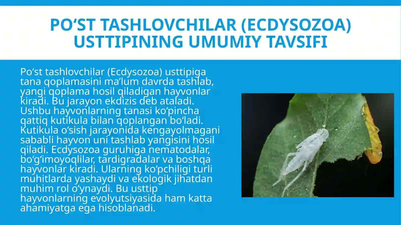 Poʻst tashlovchilar (Ecdysozoa) usttipining umumiy ta'rifi. Bo'g'imoyoqlilar (Arthropoda) tipining umumiy ta'rifi. 4
