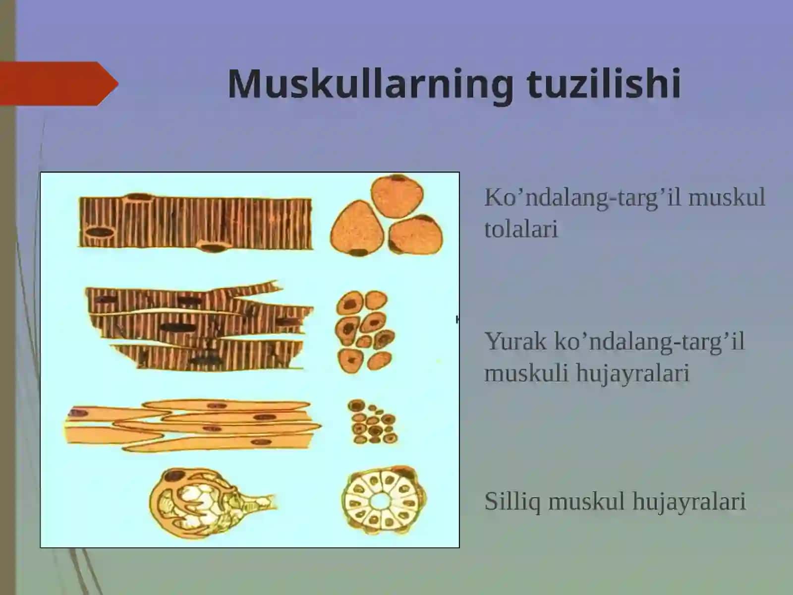 Muskul va muskullarning qisqarish biokimyosi 4