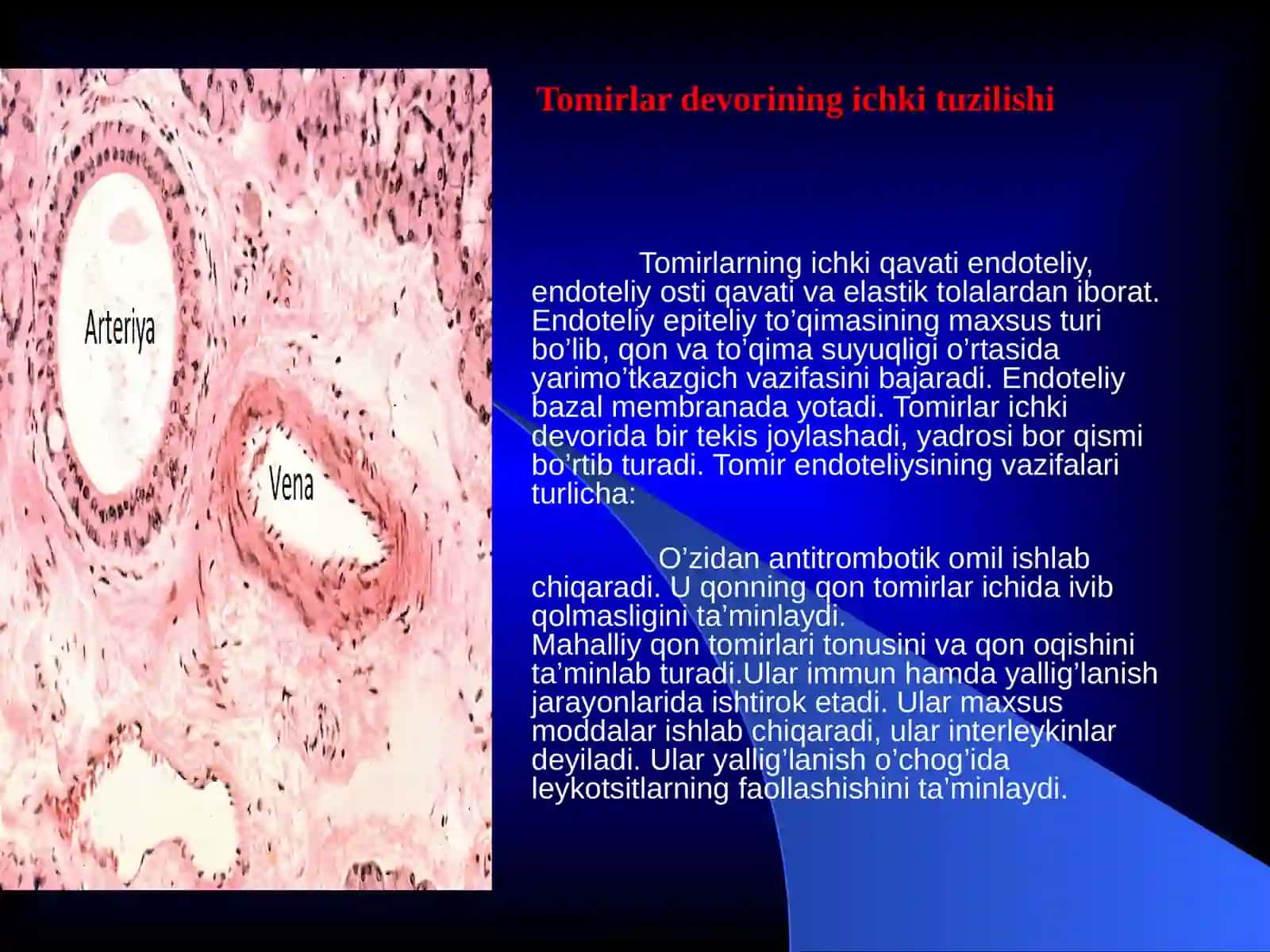 Limfa sistemasi 4