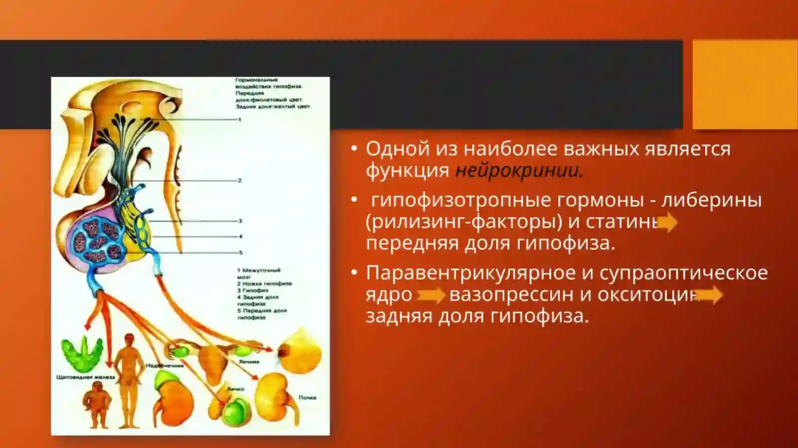 Гипоталамический синдром 4