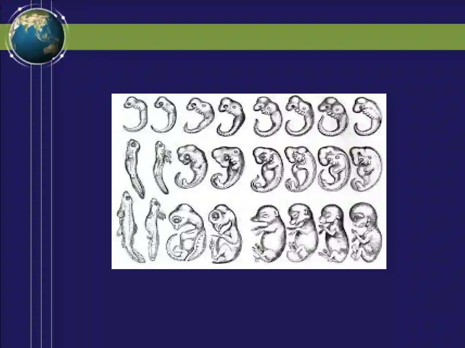 Rivojlanish biologiyasi 4