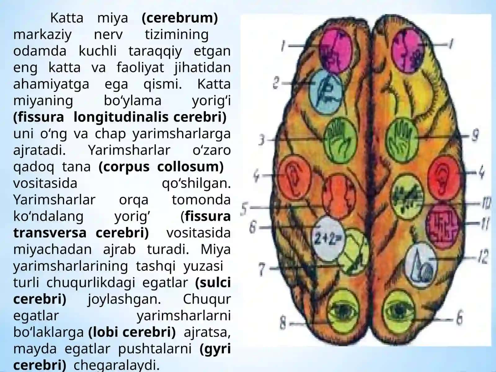 Bosh miya katta yarim sharlarining tuzilishi va fiziologiyasi 4