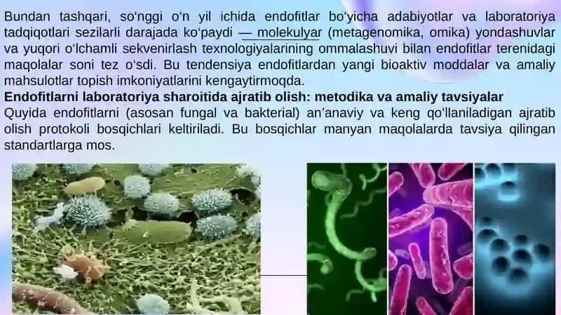 endofit Mikroorganizmlarni ajratib olish va ularning ahamiyati 4