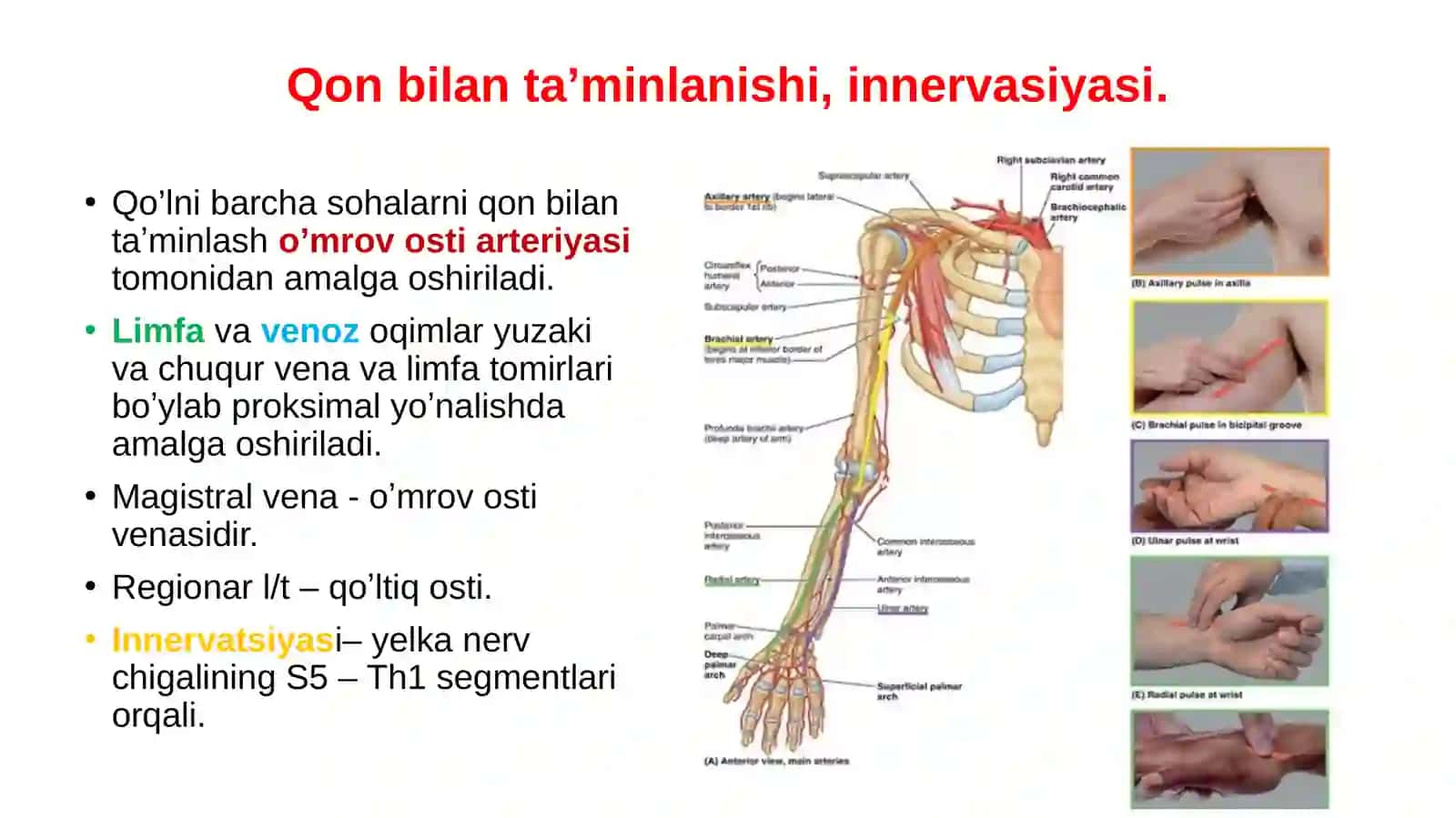 Qo‘lningtopografikanatomiyasi.Yelkakamari:o‘mrovosti,deltasimon,qo‘ltiqostivakuraksohalari.Yelkaningoldingivaorqasohalari.Tirsakningoldingivaorqasohalari,tirsakchuqurchasitopografikanatomiyasi.Tirsakbo‘g‘imi 4