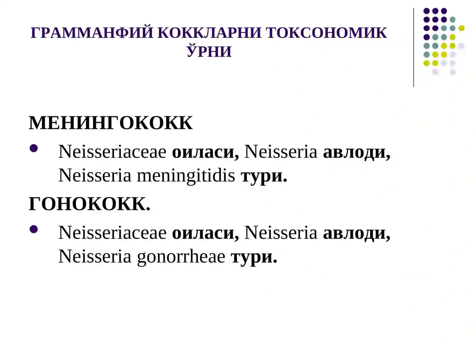 Grammusbat kokklar 4