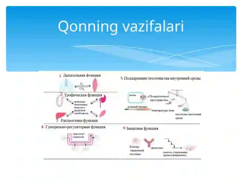 Qon fiziologiyasi (eritrositlar va qon pigmentlari) 4