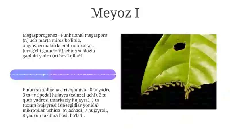 Megasporogenez va urugʻchi gametofitining rivojlanishi 4
