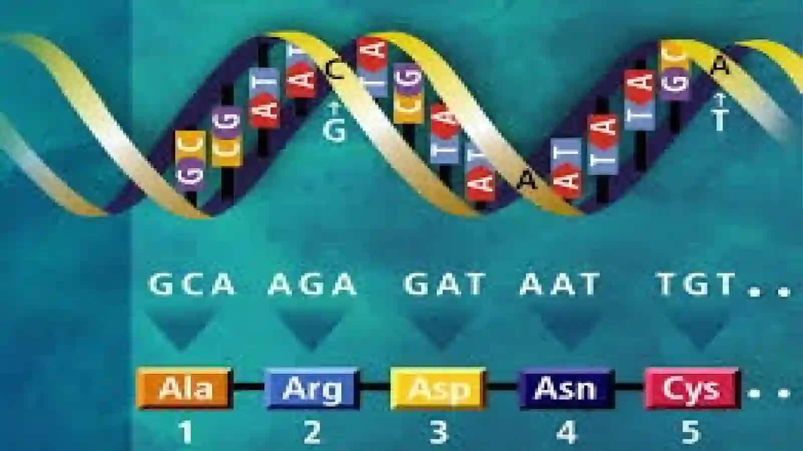 Oqsil biosintezi (translyatsiya). Genlar almashinuvini boshqarilishi 4