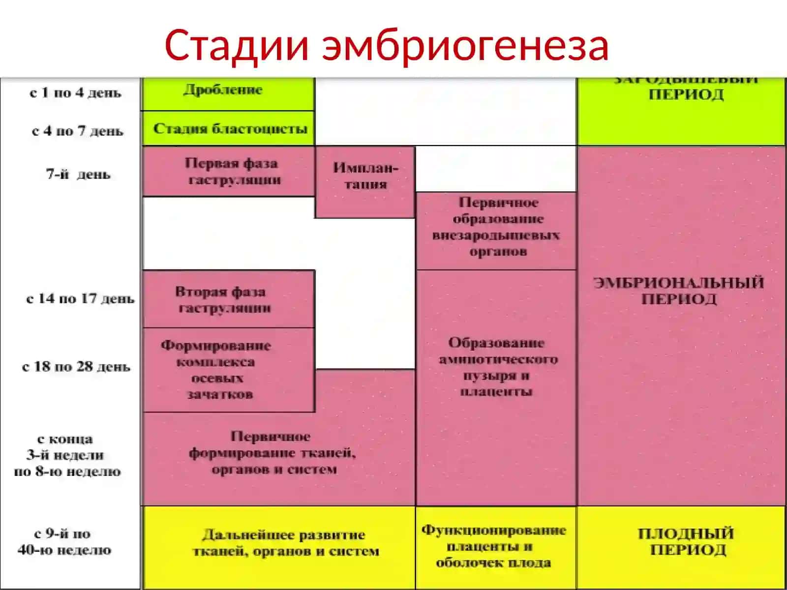 Эмбриология человека 4