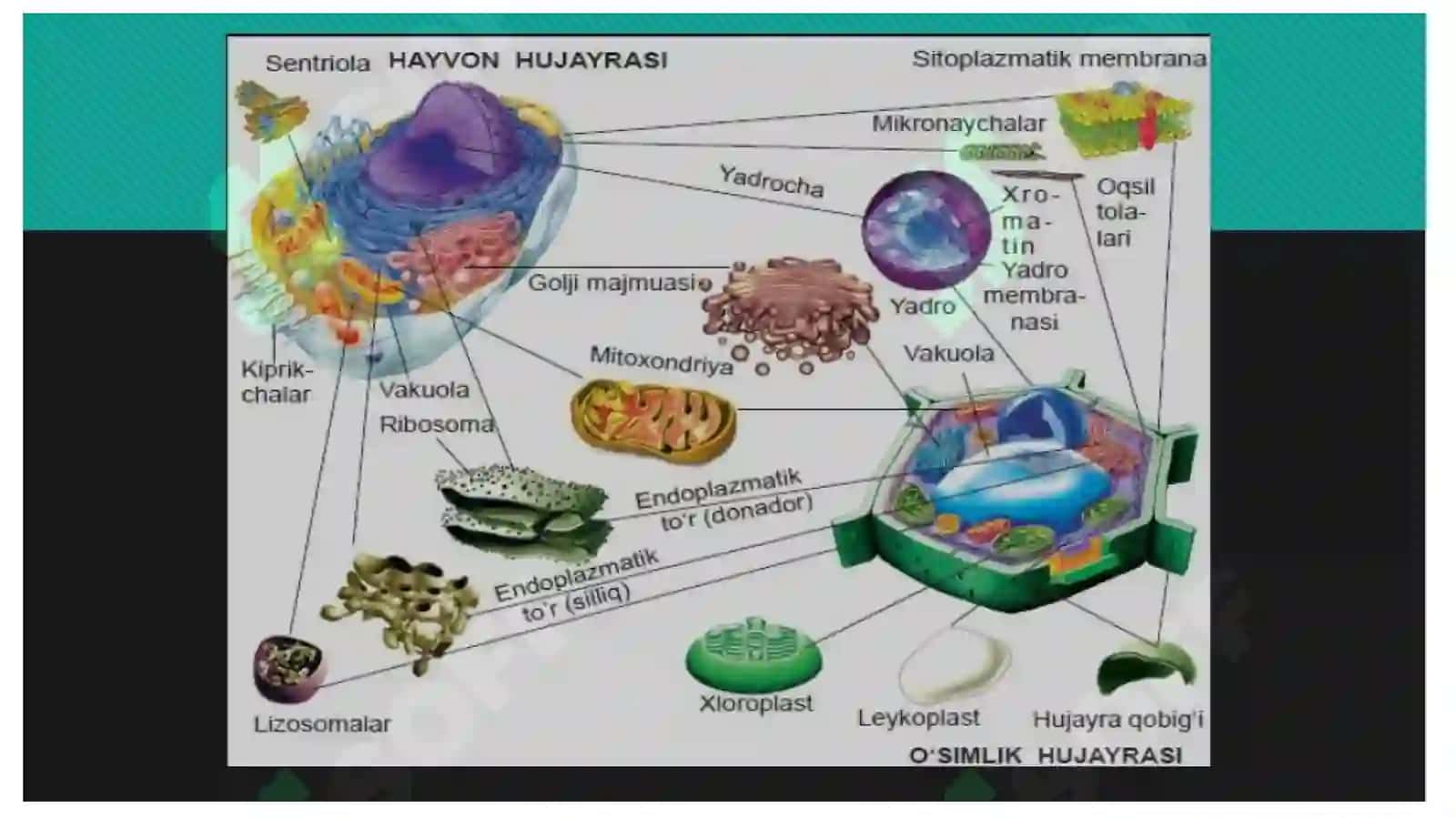 Hujayra organoidlarining o'ziga xos morfologik, funksional va kelib chiqish xususiyatlari 4