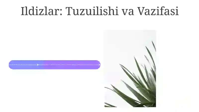 O'simliklarning vegetativ va generativ organlari va jinsiy koʻpayishi 4