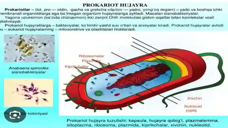 Tibbiy biologiya va genetika fanidan mustaqil ish 4