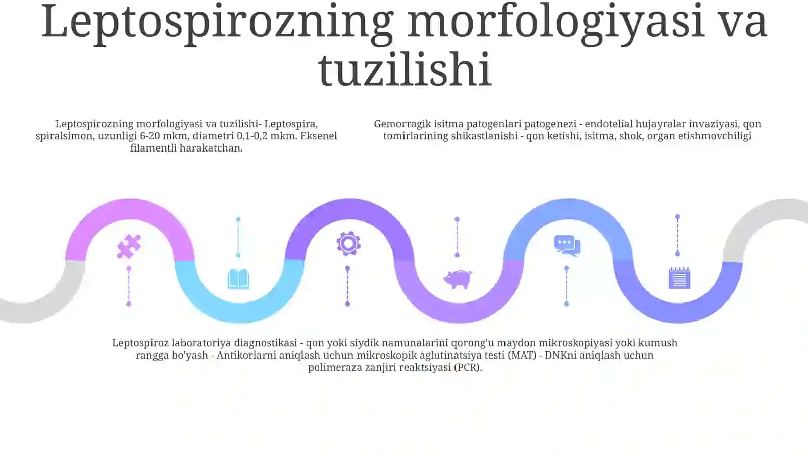 Leptospirozlar Morfologiyasi,Strukturasi Tarqalganligi, Keltirib Chiqaruvchi Kasalliklari Va Labaratoriya Tashhisi 4