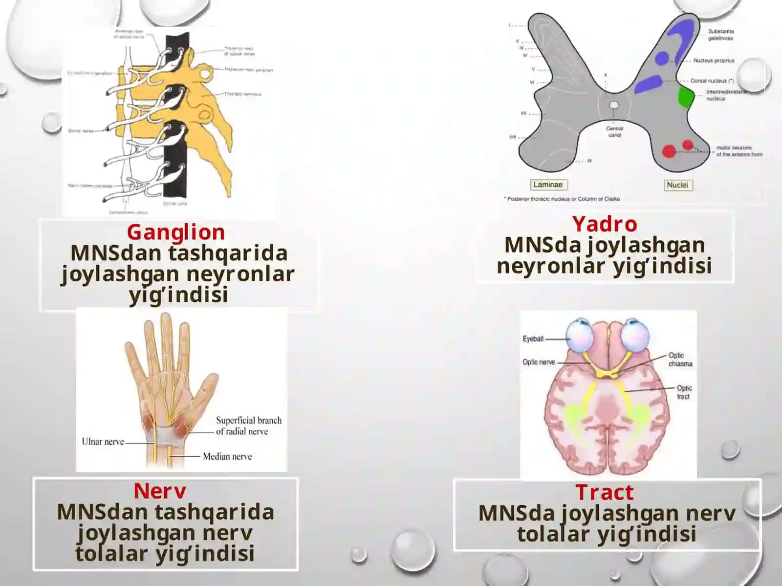 Bosh miya va orqa miya nervlari 4