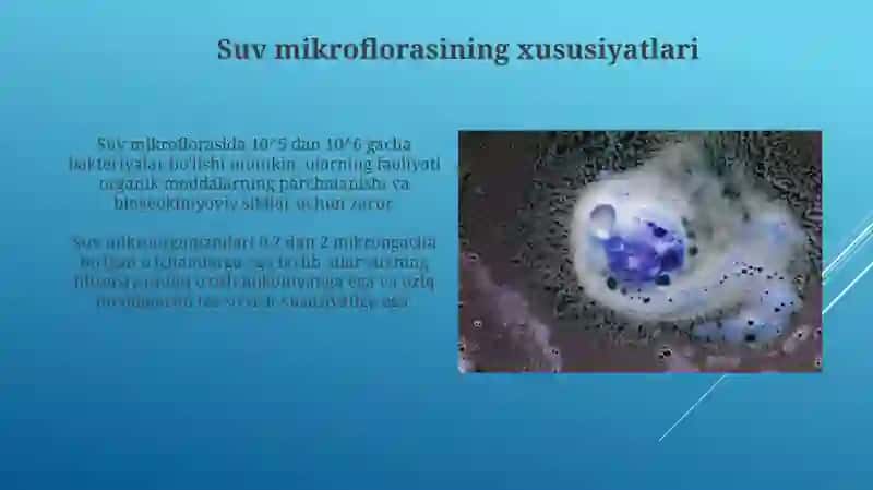 Mikroorganizmlarning ekologiyasi 4